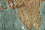 Gary Green Jasper (Larsonite) Bog Wood Slab - Oregon #263423-1